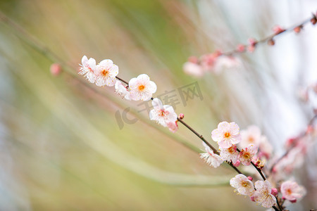 白枝条摄影照片_枝条春天梅花植物风景