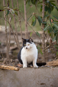 黑白猫咪摄影照片_奶牛猫黑白猫咪动物可爱