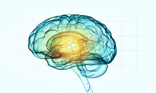 白底人脑智商概念。人脑