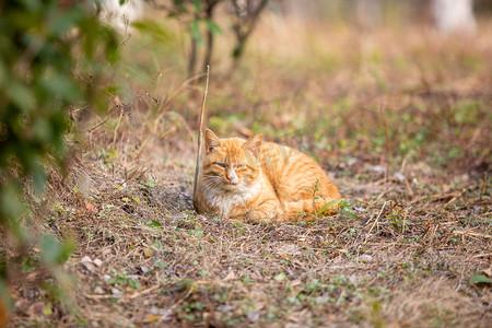 橘猫睡觉摄影照片_橘猫睡觉猫咪野猫可爱