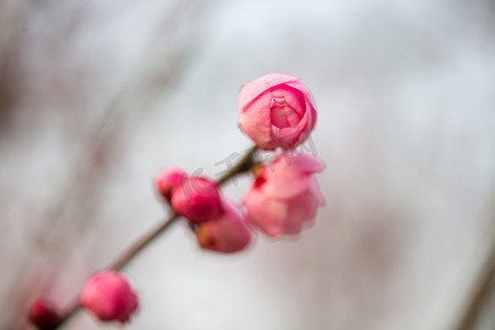 花苞花朵梅花生机春天