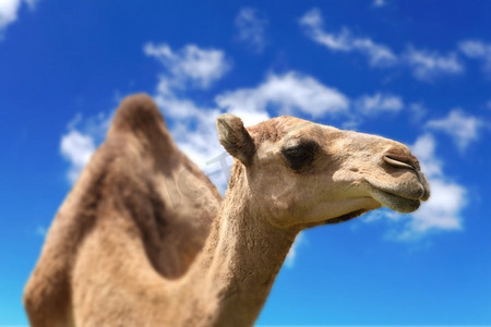 行进的骆驼摄影照片_骆驼头agaisnt天空的背景