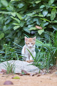 草丛橘白猫咪野猫动物