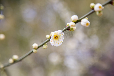 枝条梅花生机植物春天