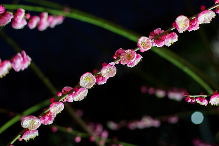 夜景梅花植物自然花瓣