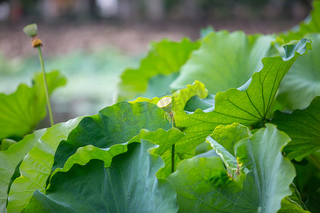 夏天荷花荷叶绿色植物