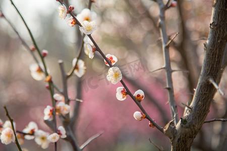 枝条梅花植物自然春天