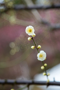 花朵植物梅花春天生机