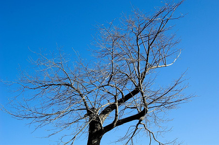 在蓝天的映衬下，树上光秃秃的树枝。