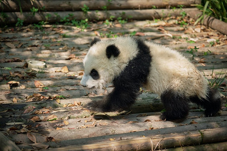 中国旅游的象征和吸引力--可爱的大熊猫幼崽。四川成都，中国。中国的大熊猫