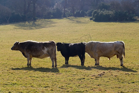 在一个寒冷的早晨，三头公牛早早地被射杀。