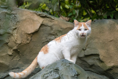 橘白猫咪野猫可爱活泼