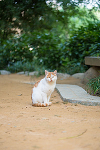 橘猫橘白野猫流浪猫可爱