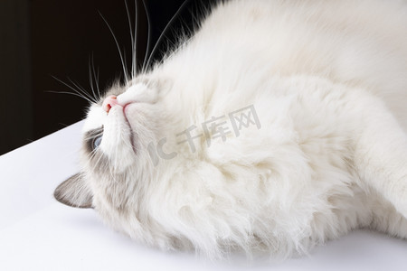 底图蓝摄影照片_白底图宠物甜美布偶猫美貌仙女猫赛级长毛