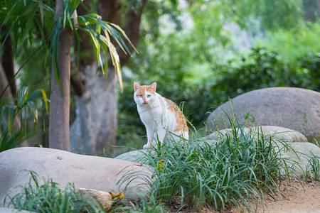 橘白野猫流浪猫动物猫咪