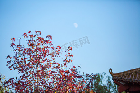 枫叶秋天蓝天月亮自然