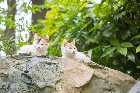 石头可爱摄影照片_橘猫石头野猫可爱狸花猫