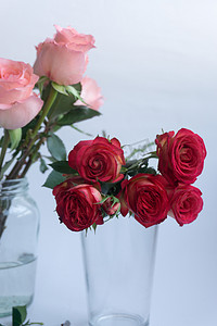 爱情鲜花花朵福节日植物玫瑰礼物品浪漫情人节