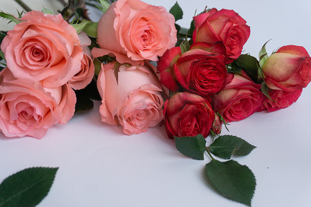 爱情鲜花花朵祝日植物玫瑰礼礼品浪漫情人节