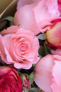 节日植物鲜花花朵玫瑰物礼品浪漫情人爱情红色