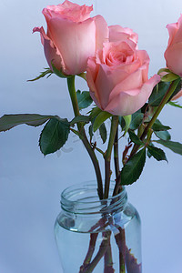 鲜花花朵祝福节植物玫瑰礼物浪漫情节爱情