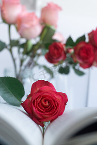 鲜花花朵祝福节日植物玫瑰礼品浪漫情节爱情