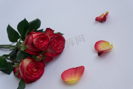鲜花朵祝福节日植玫瑰礼物礼品浪漫情人节爱情