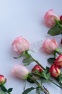 爱情鲜花花朵祝福节日植物玫瑰礼礼品浪漫人节情