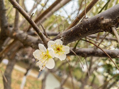 生机绿色春季自然植物花鲜花野外大自然树木