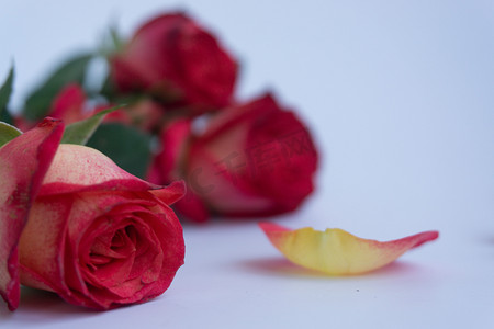 鲜花花朵祝福节日植瑰礼物礼品浪漫情人节爱情