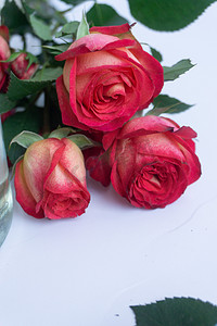 红色鲜花礼物摄影照片_鲜花花朵祝福节植物玫瑰礼物礼浪漫情人节爱