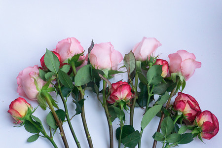 祝福爱情鲜花花朵节日植物玫瑰礼品情人节