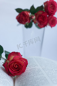 鲜花花朵祝福植物玫瑰礼物礼漫情人节爱情