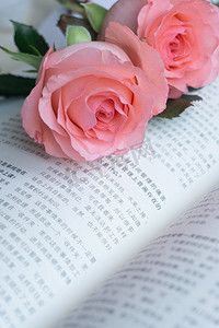 爱情鲜花花朵福节日植物玫瑰礼物礼品浪漫情人节