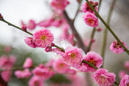 大自然风景赏花梅花春色