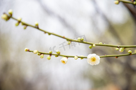 花苞花朵梅花春色风景