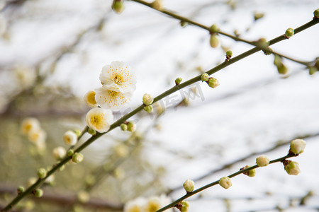 春色风景花朵白色梅花