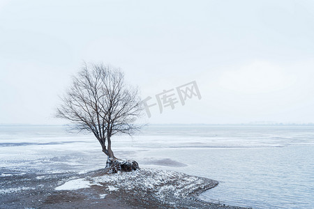 雪天白雪皑皑孤独的树