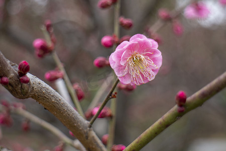 小雪梅花摄影照片_梅花立冬小雪植物红梅开花粉色重瓣花蕊鲜花立春