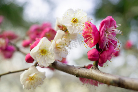玫粉色摄影照片_春天绿色自然粉色花朵鲜花梅花树繁花野外树木