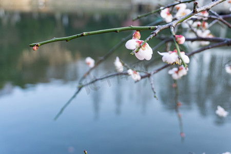 梅花春天绿色自然粉色朵鲜花梅花树繁花野外树木植物