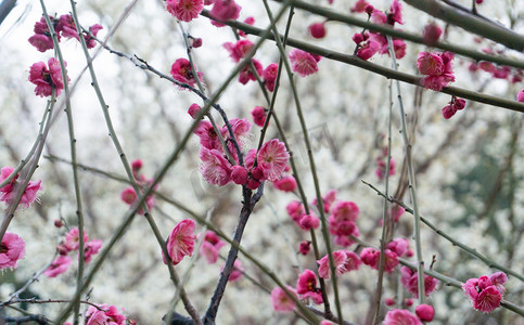 梅花自然植物花草繁花春天绿色粉色花朵鲜花树木树野外
