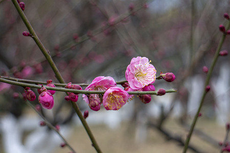 花蕊鲜花立重瓣植物红梅春梅花立冬小雪开花粉色