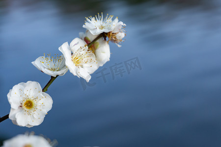 梅花春天绿色自然粉色花朵鲜花梅繁花野外树木植物