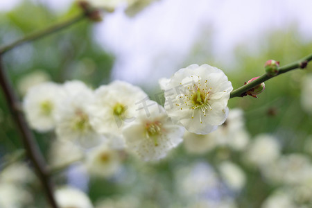 梅花春天自然粉色花朵繁花野外树木植物玫红鲜花梅花树