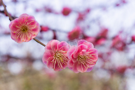 玫粉色摄影照片_梅花花草自然植物春绿色粉色花朵鲜花梅花树繁花野外