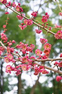 梅花自然天绿色粉色花朵鲜花梅花树繁花野外树木植