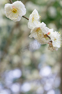 梅花自然春天绿色粉色花朵花梅花树繁花野外树木植物