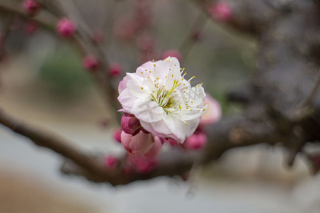 梅花粉色摄影照片_花蕊鲜花立春梅花立冬小雪开花粉色重瓣植物