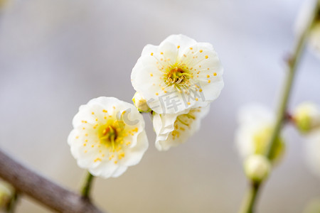 花朵花蕊白色梅花春色